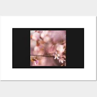 Cherry Blossom Posters and Art